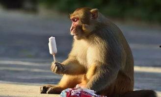 裱猴子视频,揭秘网络红人的搞笑魅力