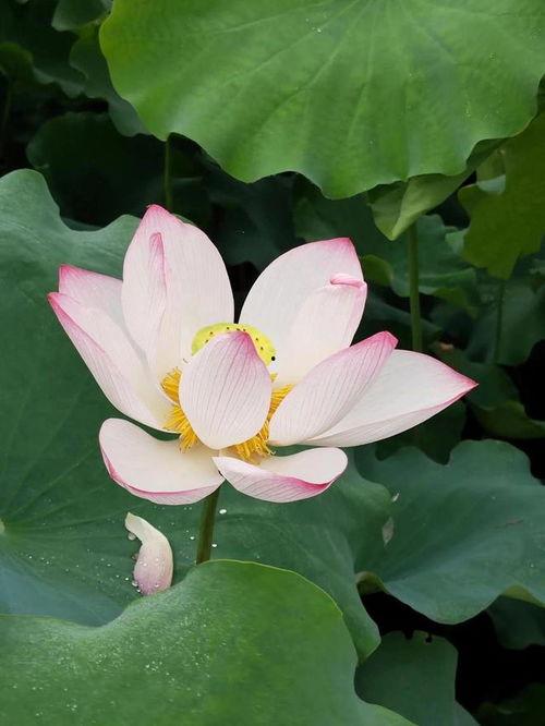 荷花开的视频,视频捕捉荷花开的绝美瞬间