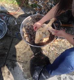 杀鸡过程视频,传统屠宰技艺的瞬间呈现