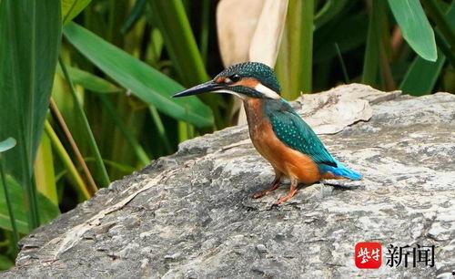 翠鸟的视频,捕捉自然之美