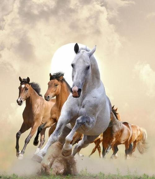 属马的视频,探寻属马风采的精彩瞬间