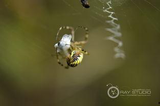 蜘蛛捕食视频大全,高清视频大全解析