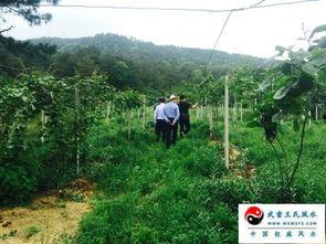 现场看墓地风水视频,现场观察视频深度解析