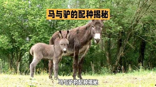 驴马配种视频,揭秘罕见配种瞬间