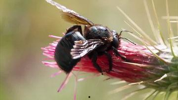 虫视频,探索昆虫世界的奇妙之旅