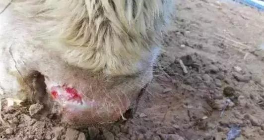 牛口蹄疫视频,牛口蹄疫病毒防控与防治策略揭秘