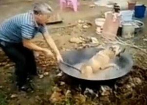 水煮活狗视频,水煮活狗视频引发社会公愤