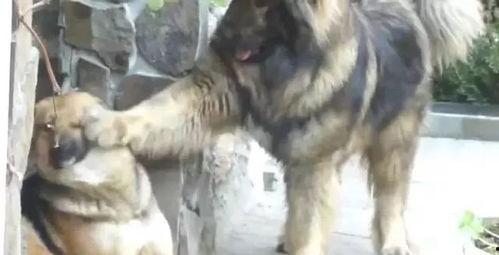 高加索打架视频,激烈打斗场面引发关注