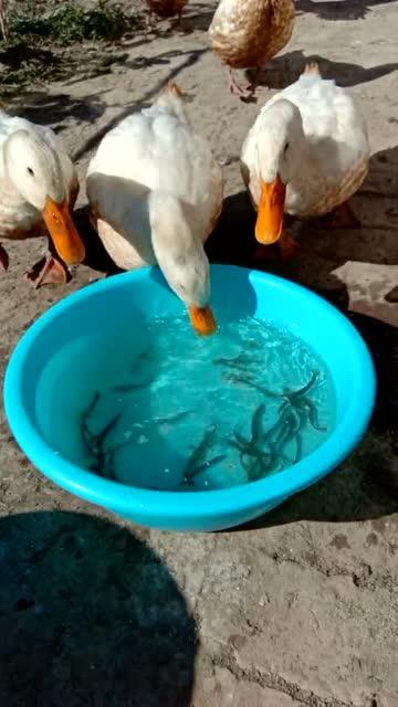 鸭子视频可爱大全,鸭子视频可爱大全精选