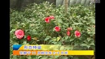视频种植花,轻松种植，让花朵在指尖绽放