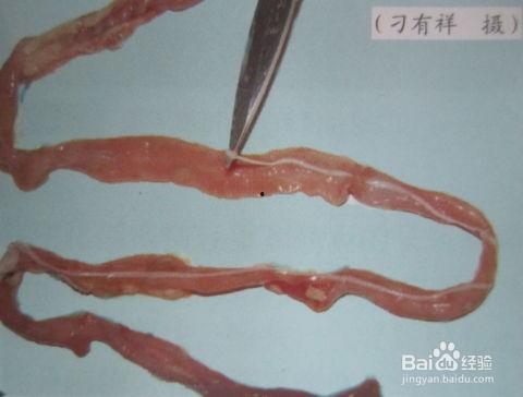 猪肉绦虫视频,揭秘视频中的寄生虫世界