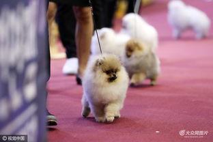国际狗狗比赛视频,国际狗狗比赛精彩瞬间大盘点