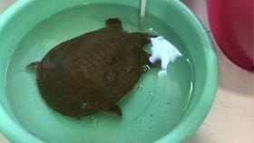 如何杀水鱼视频,视频教学解析