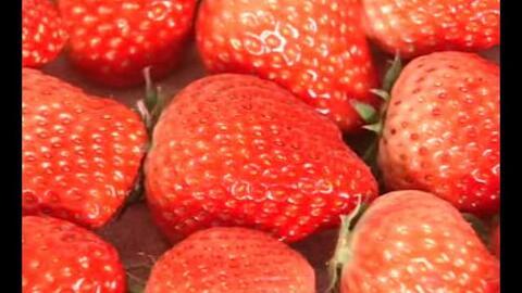 草莓种植视频播放,从播种到收获的精彩瞬间