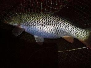 鲤鱼解说大全视频,揭秘鱼类王者的生活奥秘