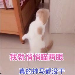 飞飞鱼视频