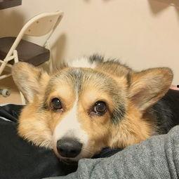 柯基犬视频,视频记录欢乐瞬间