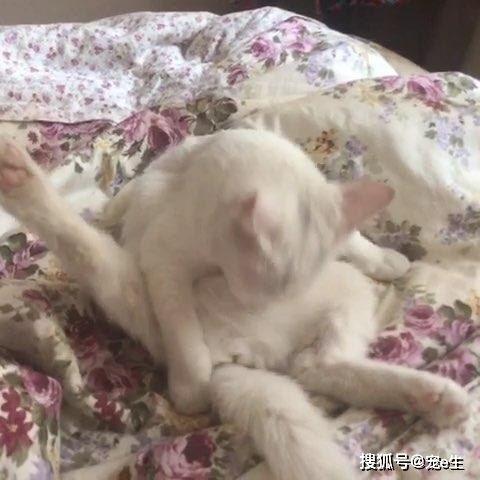 舔小便视频,舔小便视频的惊人真相