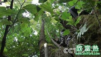 黄国忠胡蜂视频,探秘自然界的“空中霸王”