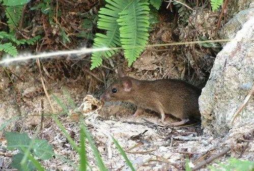 鼠吃蛇视频,一场惊心动魄的生存较量